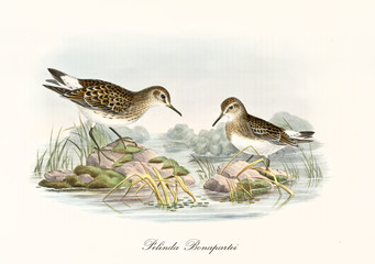 Couple of White-Rumped Sandpiper (Calidris fuscicollis) birds posing on two little rocks emerging from the water of a pond. Detailed vintage watercolor art by John Gould publ. In London 1862 - 1873 - 290541914