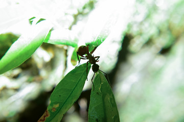 Ants perched on a tree in a forest in the mountains of Thailand