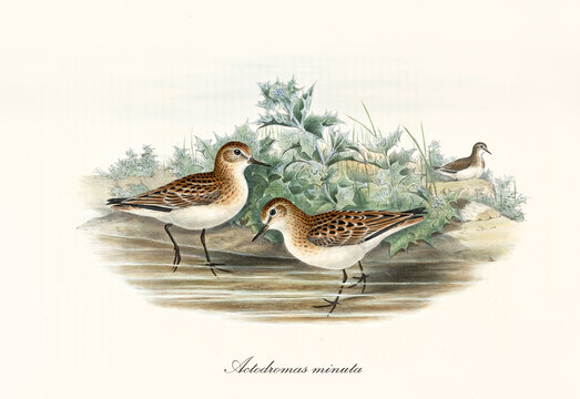 Couple of Little Stint (Calidris minuta) birds walking in the low water of a little pond or creek. Both with a brown black dotted plumage. Detailed vintage art by John Gould London 1862 - 1873