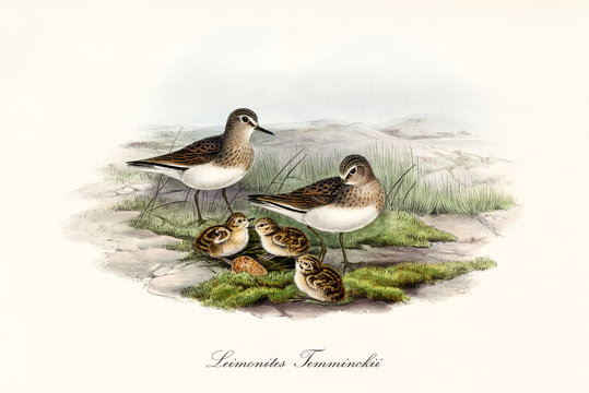 Family of Temminck's Stint (Calidris temminckii) birds. Parents in their wild state with children and one eggs in the ground. Detailed vintage watercolor art by John Gould publ. In London 1862 - 1873