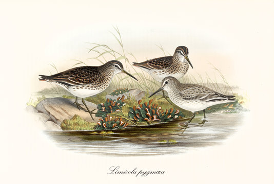 Three bird called Broad-Billed Sandpiper (Calidris falcinellus) with a greyish black dotted plumage standing on a shore close to a body of water. Detailed art by John Gould publ. In London 1862 - 1873