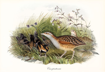 Couple of Corn Crake (Crex crex) birds hunting dragonflies and other bugs with their children trough the high aquatic grass. Detailed vintage watercolor style art by John Gould In London 1862 - 1873