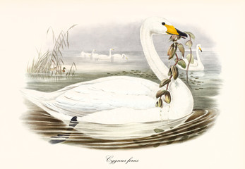 Profile of a swan called Whooper Swan (Cygnus cygnus) swimming to right in the water and carrying or eating aquatic vegetation with its beak. Detailed vintage art by John Gould In London 1862 - 1873 © Mannaggia