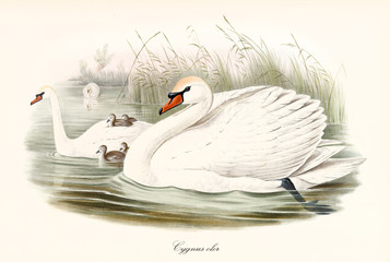 Couple of swans called Mute Swan (Cygnus olor) crossing a pond with their swimming children or carrying them on back. Detailed vintage style watercolor art by John Gould publ. In London 1862 - 1873