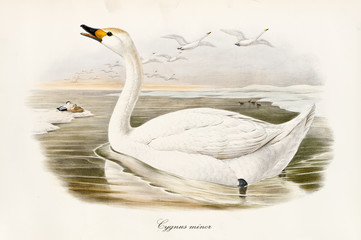 Swan called Bewick's Swan (Cygnus bewickii) making its cry in the winter water while a flock of other exemplars flyes down in the sky. Snowed shores. Vintage art by John Gould In London 1862 - 1873