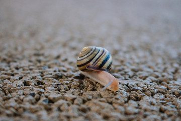 Cute snail with shell on trail macro. Nature close up. Small mollusk on sand. Wildlife background. Small snail with its house. Slug in park.