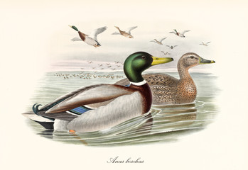 Mallard (Anas platyrhynchos) aquatic bird swimming in the water to the right with another exemplar while a flock flyes far on background. Detailed vintage art by John Gould publ. In London 1862 - 1873