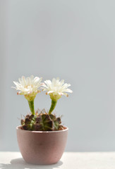 Planting a cactus in a pot