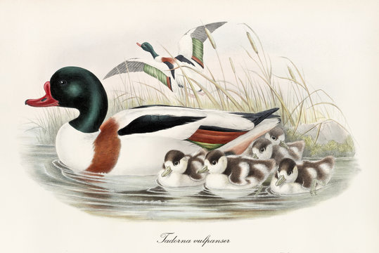 Aquatic bird called Common Shelduck (Tadorna tadorna) swimming with its children in profile view while another exemplar takes off from the vegetation. Vintage art by John Gould London 1862 - 1873
