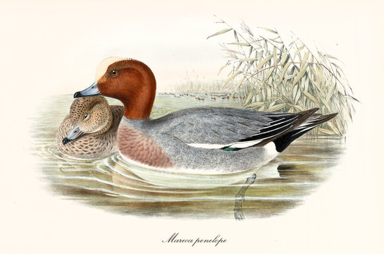 Couple of aquatic birds called Eurasian Wigeon (Mareca penelope). Both are close together in the water of a pond. Detailed vintage style watercolor art by John Gould publ. In London 1862 - 1873