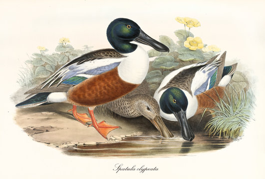 Various exemplars of Northern Shoveler (Spatula clypeata) aquatic bird with its multicolored brown tones plumage. Detailed vintage style watercolor art by John Gould publ. In London 1862 - 1873
