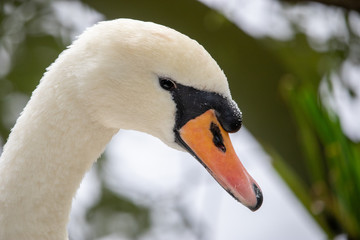 Obraz premium portrait of a swan