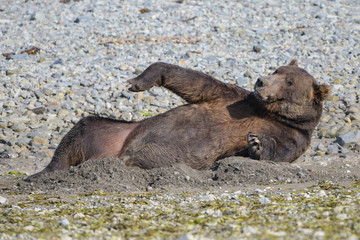Grosser , in seiner Schlafmulde, erwachender männlicher Grizzlybär, Alaska