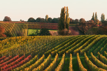 Landschaft mit Weinreben in herbstlich bunter Färbung