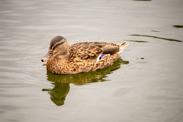 duck in a pond