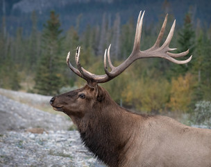 Naklejka na ściany i meble A smiling Bull Elk, AKA Wapiti