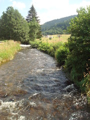 Torrent des Vosges
