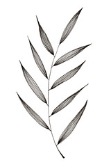 Hand drawn of simple leaf and foliage branch isolated on white background using black ink pen for design purpose