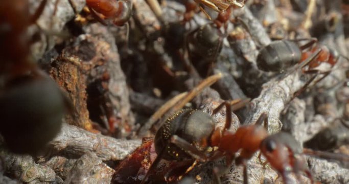 Wild ant hill in the forest super macro close-up shot