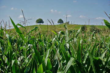 Fototapeta premium Maisfeld mit Blick zum Maienbühl bei Hirrlingen, Baden Württemberg, Deutschland