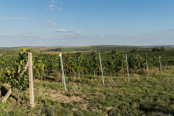 Fototapeta na wymiar Velke Bilovice vineyard Czech Republic
