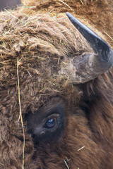 Large brown wisent or european brown bison with big horn and brown eyes in the winter forest. © Natalia