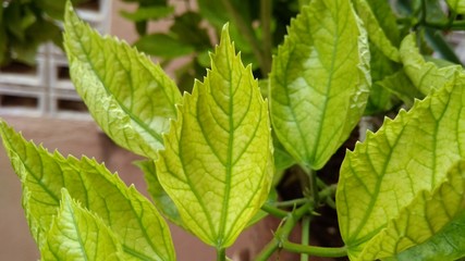 closeup of green leaves