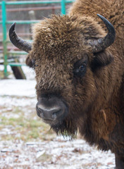 Large brown wisent or european brown bison with big horn and brown eyes in the winter forest. © Natalia