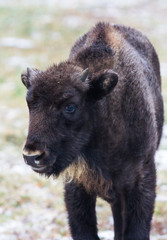 Calf of Large brown wisent or european brown bison with small horns and brown eyes in the winter forest looking at the camera.