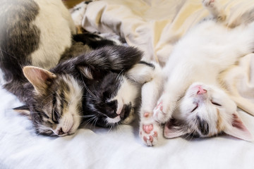 Obraz na płótnie Canvas Three kittens sleeping on white background