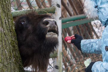 Portrait of large brown wisent or european brown bison in the winter forest eating an apple. © Natalia