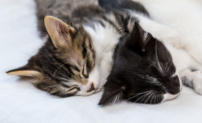 Two kittens sleeping on white background