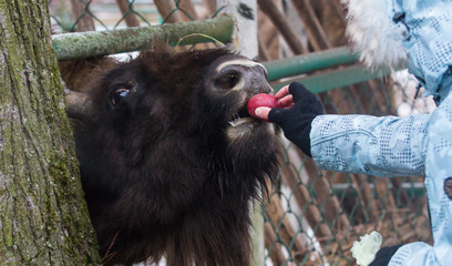 Portrait of large brown wisent or european brown bison in the winter forest eating an apple. © Natalia