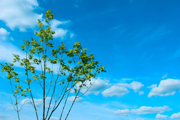 Tree over blue sky background. Nature background. Green tree, blue sky and white clouds.