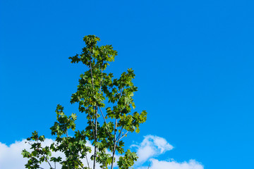 Tree over blue sky background. Nature background. Green tree, blue sky and white clouds.