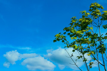 Tree over blue sky background. Nature background. Green tree, blue sky and white clouds.