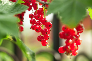 ripe berries of a currant on a green bush. seasonal vitamins