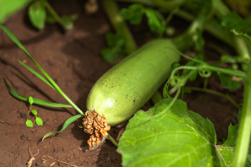 Obraz premium bright yellow flower young zucchini