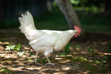 a white hen is walking along the green grass.  walking healthy happy farm animal