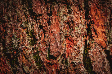 The texture of the bark of a tree. A tree in the forest.