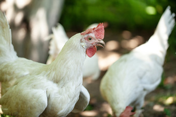 a white hen is walking along the green grass.  walking healthy happy farm animal