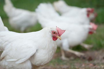 a white hen is walking along the green grass.; walking healthy happy farm animal