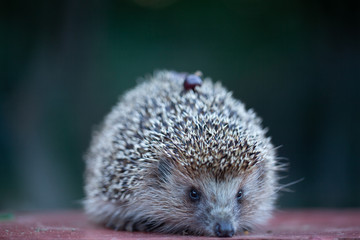 photo of a cute young hedgehog © coffeemill