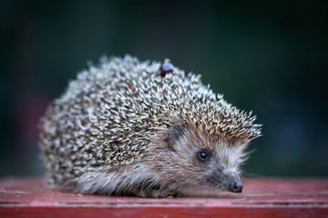 photo of a cute young hedgehog © coffeemill