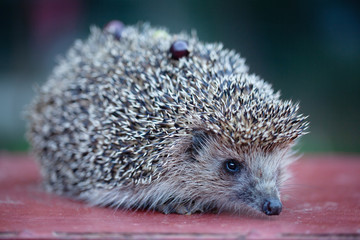 Fototapeta premium photo of a cute young hedgehog