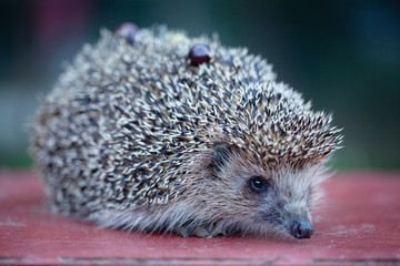 photo of a cute young hedgehog
