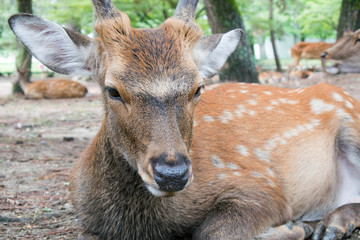 Japanesse landscapes and trational tourism