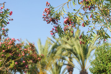 soft sunny background. beautiful palm trees and flowers. rest by the sea in hot countries