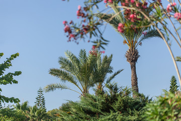 soft sunny background. beautiful palm trees and flowers. rest by the sea in hot countries