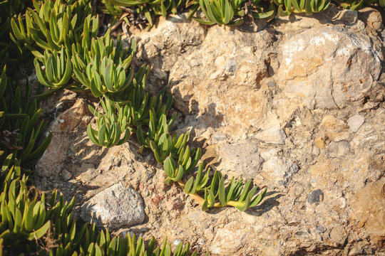 carpobrotus acinaciformis grows on stones, contrast and beauty.